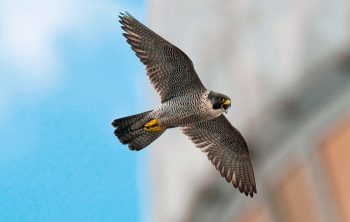 Faucon pèlerin chassant en ville. Faucon pèlerin chassant en ville.