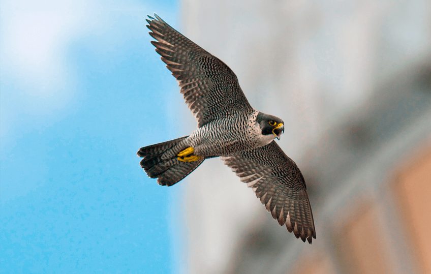 Faucon pèlerin chassant en ville.
