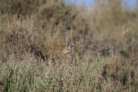 Fauvette à lunettes / © Alessandro Staehli