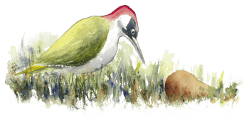 « Femelle pic vert scrute attentivement près d'une poire. »