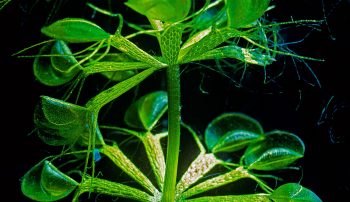 Aldrovande Aldrovande