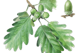 Feuille de chêne Feuille de chêne / © Sylvain Leparoux