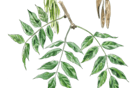 Feuille de frêne Feuille de frêne / © Sylvain Leparoux