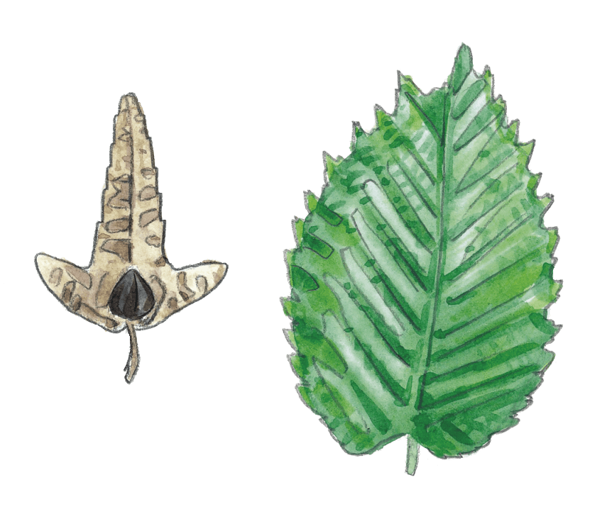 Feuille dentées et fruit à bractée trilobée du charme planter une haie