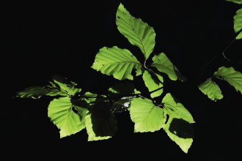 Feuilles de hêtre / © David Greyo