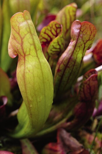 Feuilles en urne de la sarracénie pourpre, Sarracenia purpurea Les surprises de la sarracénie