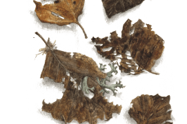 Février - avec le temps et l'humidité du sol qui les imprègne, les feuilles du hêtre sont devenues foncées / © Jacques Rime