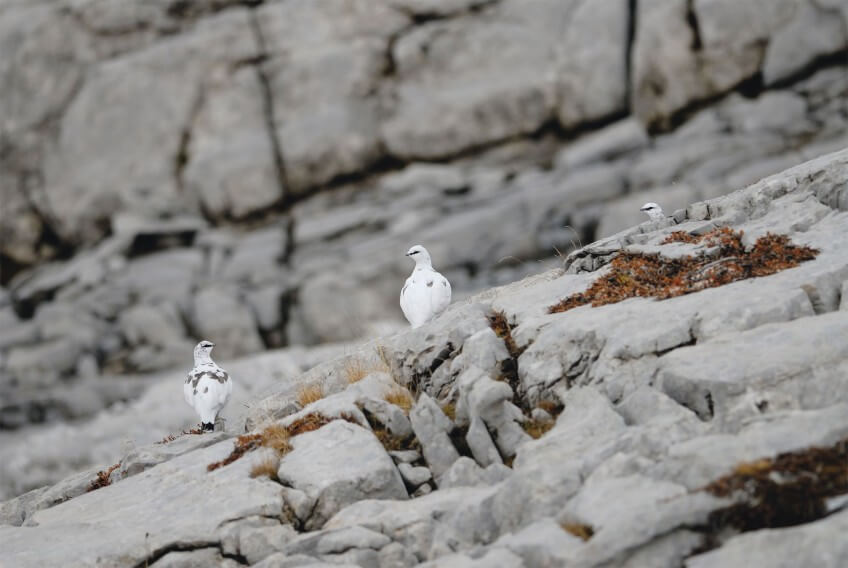 Fin octobre. Malgré la date tardive, il n'y a pas encore de neige sur ce lapié à 2500 m d'altitude. Le plumage presque hivernal de ces lagopèdes alpins joue à leur désavantage. Au lieu d'être camouflés, les oiseaux blancs sont dangereusement visibles.