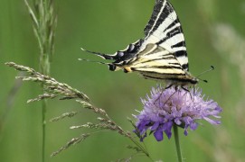 flambé flambé / © Jean-Philippe Paul