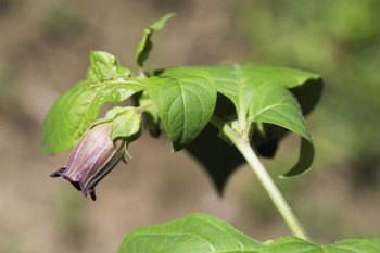 Fleur de belladone / © David Greyo