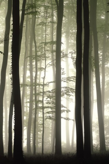 Forêt de troncs dans la brume La vie du hêtre en cinq leçons
