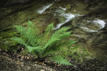 Fougère mâle / © David Greyo