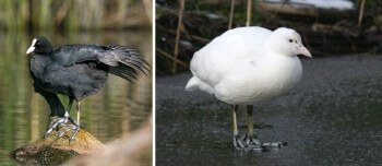 Foulque macroule normale (à gauche) et leucique (à droite) Foulque macroule normale (à gauche) et leucique (à droite)