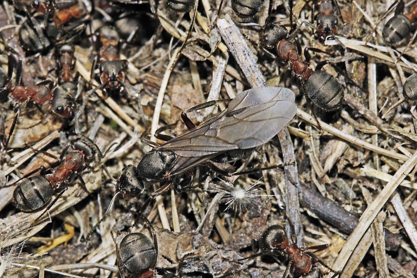 Pourquoi certaines fourmis ont des ailes ?