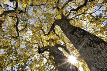 Frêne en automne