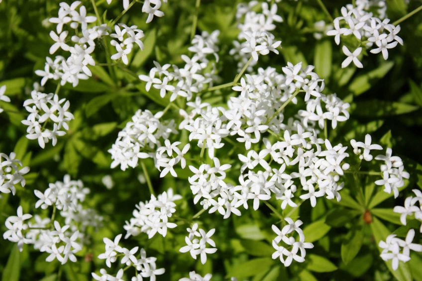 Aspérule odorante (Gallium odoratum) Recette de crème brûlée à l'aspérule odorante