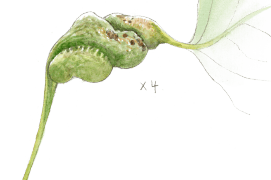 Galle de puceron grossie 4 fois / © Benoît Perrotin 