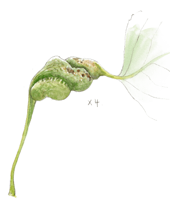 Galle de puceron grossie 4 fois Peuplier : 3 conseils pour observer les animaux qui y vivent