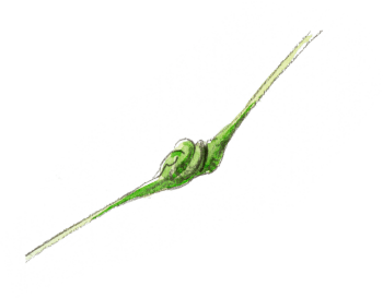 Galle sur un pétiole Le petit peuple du peuplier