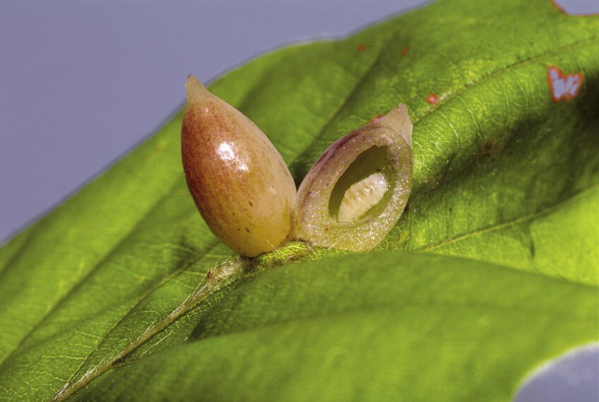 Galles provoquées par la mouche Mikiola fagi Les habitants et les visiteurs du hêtre