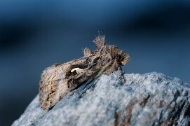 Gamma / © Paul André Pichard