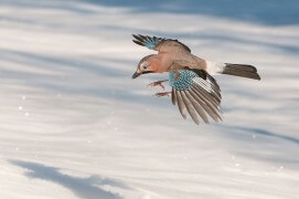 Geai des chênes / © Jacopo Rigotti