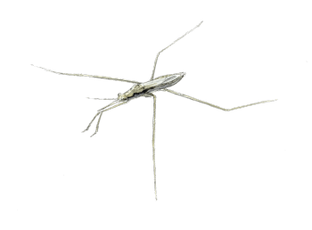 Gerris Offrez un spa aux grenouilles