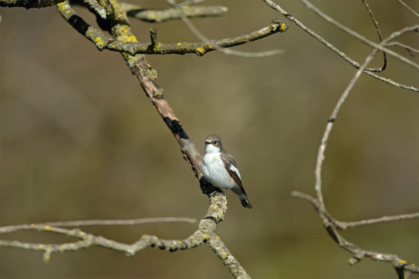 Gobemouche noir mâle