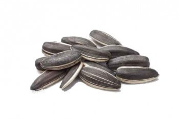 Graines de tournesol Le tournesol, soleil des oiseaux