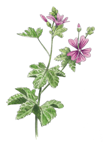 Jardinez avec le soleil