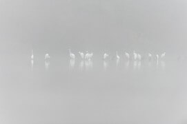 Grandes aigrettes / © Vincent Munier