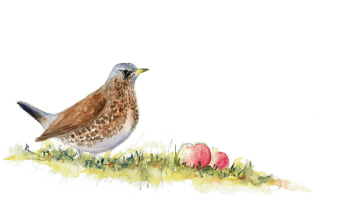 Grive litorne. « 27 nov 2013, premières gelées nocturnes. -2°C/9h15. » / © Yves Fagniart