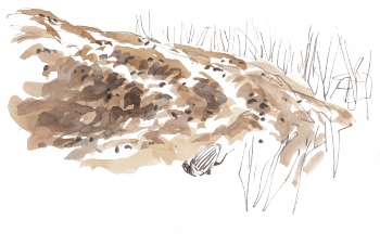 « Grosse bouse abondante, épaisse, légèrement encroûtée mais déjà percée de trous (pas encore très nombreux). Intérieur encore très mou, sans galeries visibles. » / © Denis Clavreul