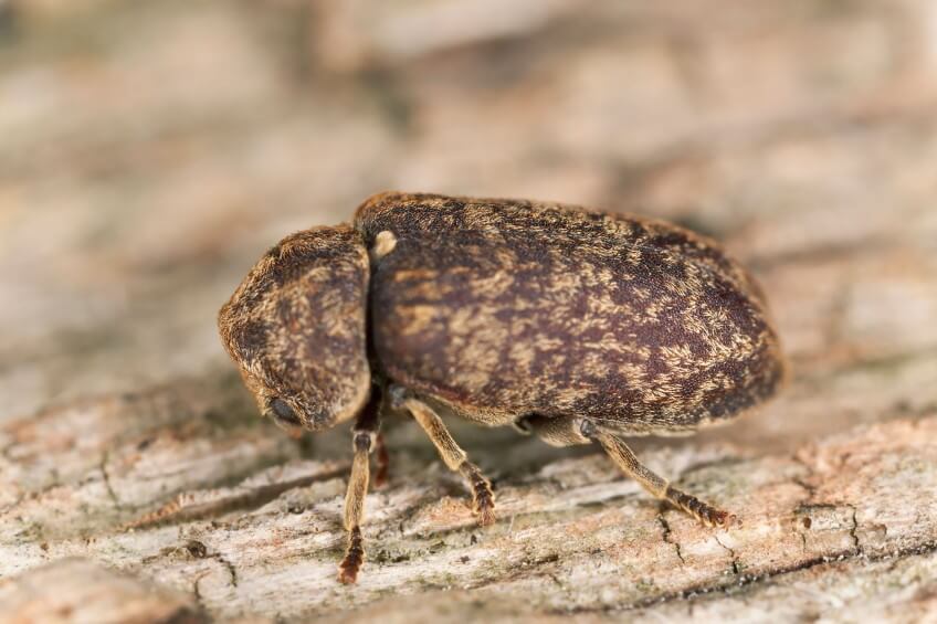 Grosse vrillette mâle prête à taper la tête sur cette écorce. La nature joue du tambour