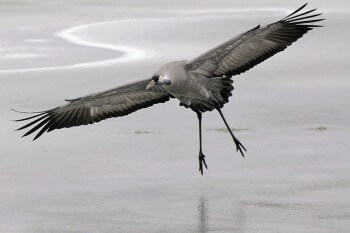 Grue cendrée / © Fabrice Cahez