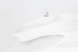 Harfang des neiges / © Vincent Munier