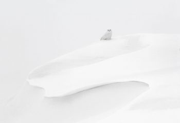 Harfang des neiges Harfang des neiges