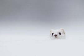 Hermine / © Fabien Gréban