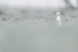 Hermine en pelage hivernal / © Vincent Munier