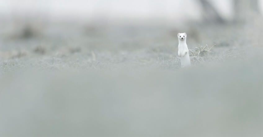 Hermine en pelage hivernal