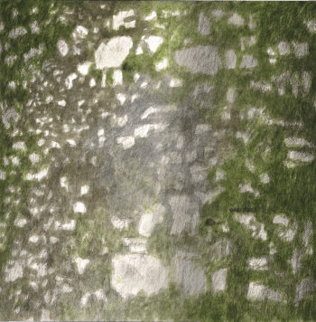 Hêtre arbre éternel