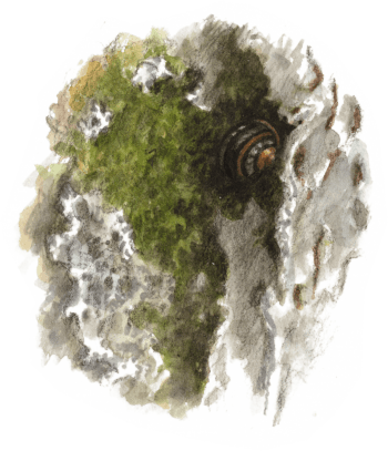 Hêtre arbre éternel