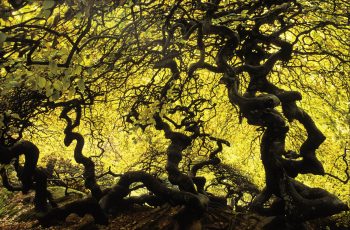 Hêtres tortillards dans une étrange forêt à Verzy. On pense que ces arbres biscornus doivent leur aspect à une mutation génétique.