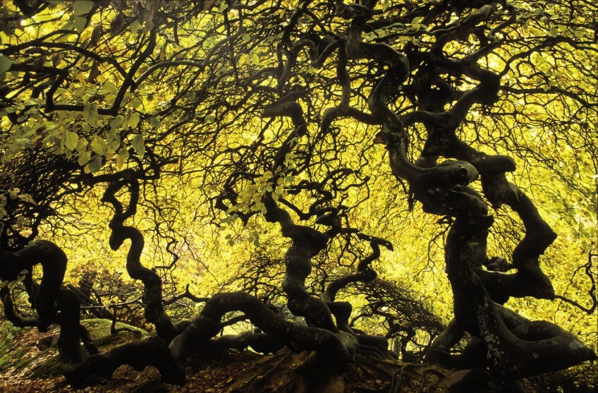 Hêtres tortillards dans une étrange forêt à Verzy. On pense que ces arbres biscornus doivent leur aspect à une mutation génétique. La vie du hêtre en cinq leçons