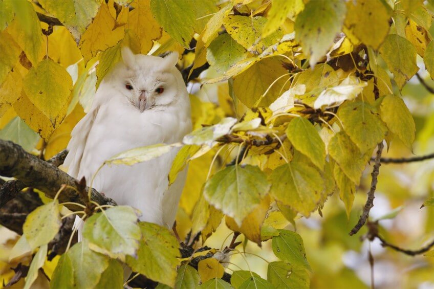 Hibou moyen-duc affecté par la mutation «ino»
