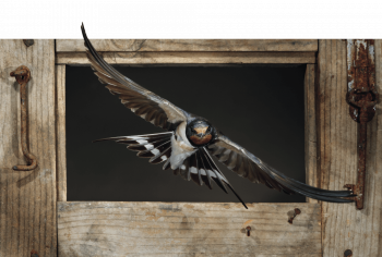 Hirondelle rustique