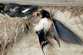 Hirondelle rustique nourrissant les oisillons / © Christian décout / Biosphoto