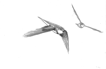 Hirondelles de rivage / © Jean-Philippe Paul