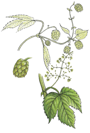 Houblon Le houblon ne sert pas qu'à faire de la bière, dégustez le en salade