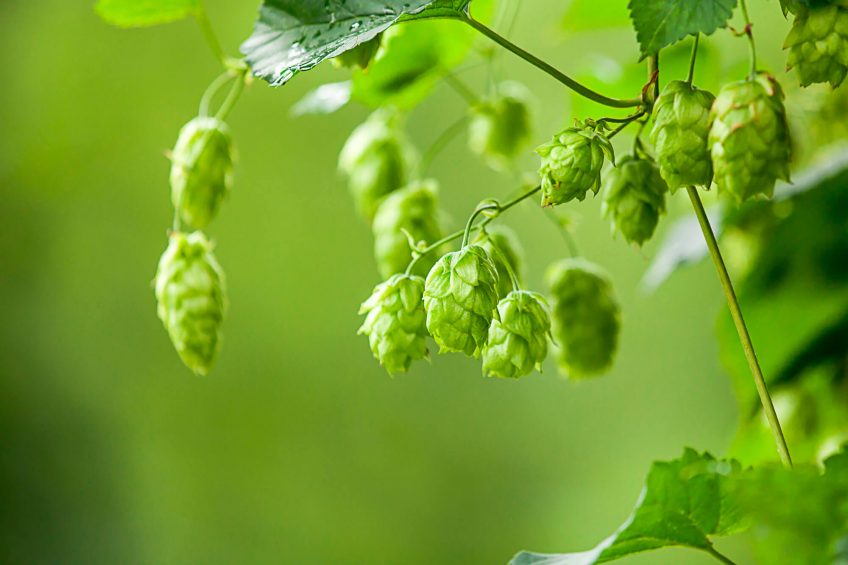 Houblon (Humulus lupulus) Le houblon ne sert pas qu'à faire de la bière, dégustez le en salade